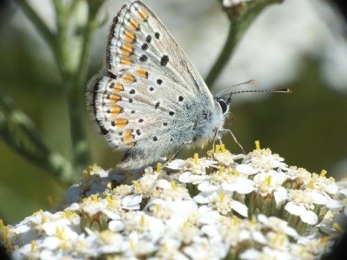 Aricia agestis